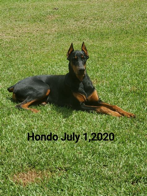 doberman puppies for sale baton rouge|doberman pinscher louisiana.